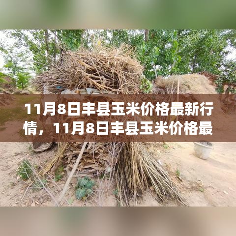 11月8日丰县玉米价格最新行情解析，市场洞察与个人观点