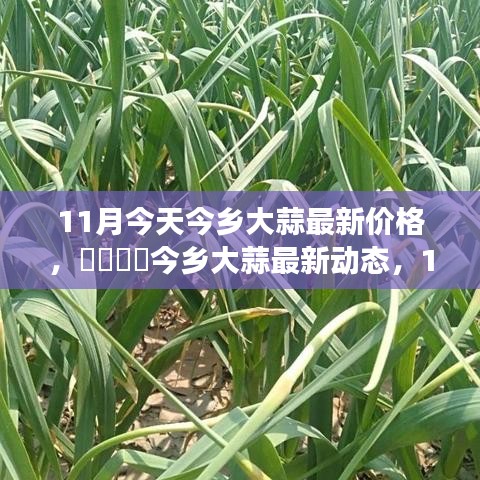 11月今乡大蒜最新价格与市场深度解析