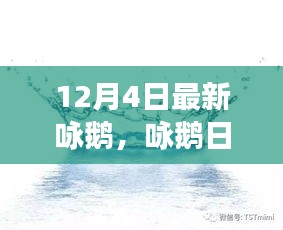 12月4日鹅群趣事与友情盛宴，日常咏鹅新篇章