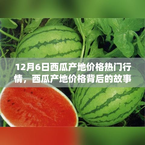 12月6日西瓜产地价格深度解析，变化的力量与自信的种子