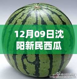 沈阳新民西瓜最新价格与科技魔力，智能报价系统体验报告（12月版）