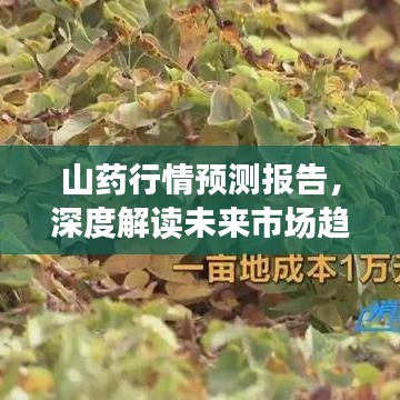 山药行情预测报告，深度解读未来市场趋势（2019版）