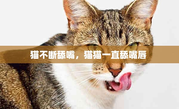 猫不断舔嘴，猫猫一直舔嘴唇 