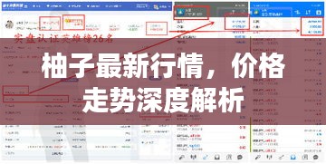 柚子最新行情，价格走势深度解析