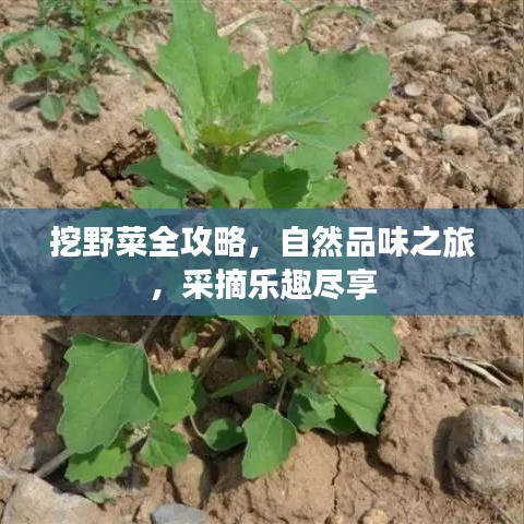 挖野菜全攻略，自然品味之旅，采摘乐趣尽享