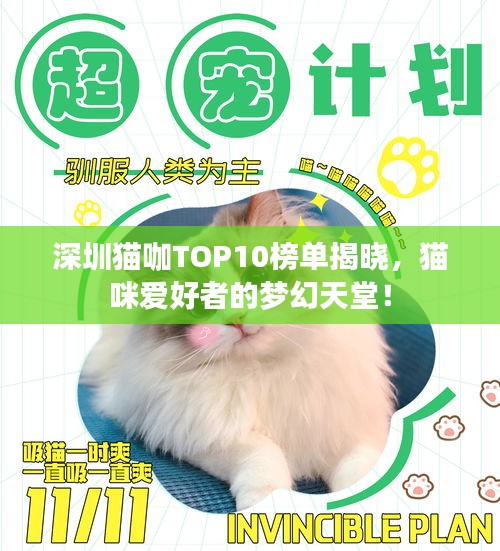 深圳猫咖TOP10榜单揭晓，猫咪爱好者的梦幻天堂！