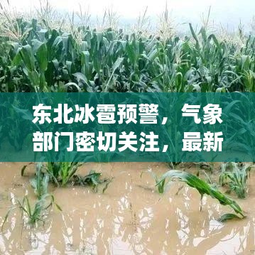 东北冰雹预警，气象部门密切关注，最新预测提醒防范灾害